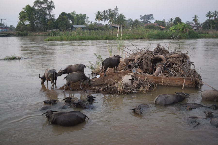 buffaloes bathing in the river after sunset in si phan don