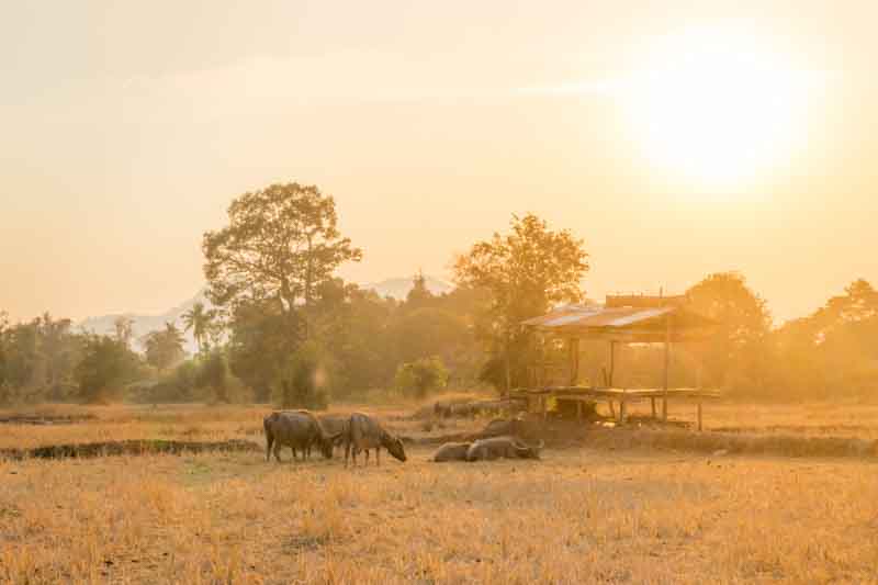 sunset in paddy fields in don khon 4000 islands buffaloes