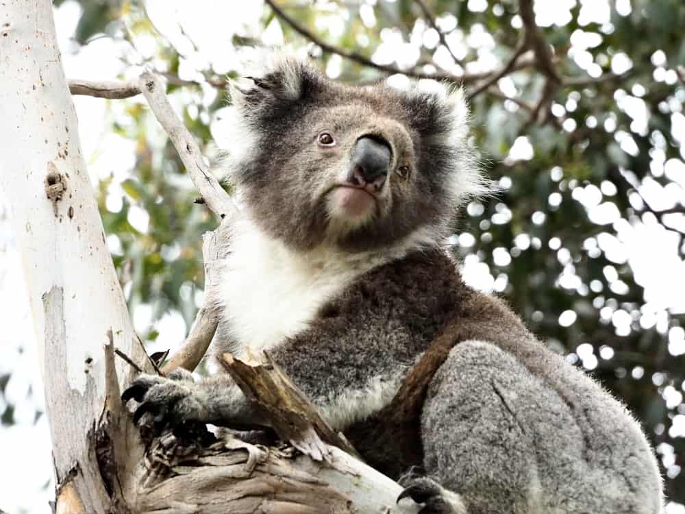 A cute Koala