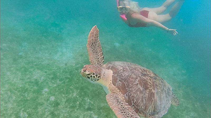snorkeling with turtle virgin island underwater turtle