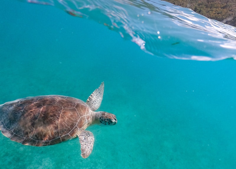 turtle underwater virgin islands