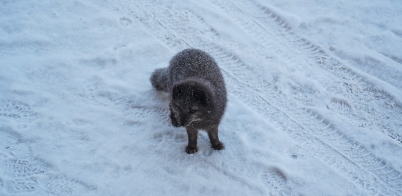 Arctic fox