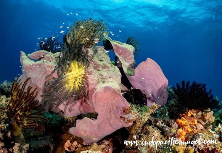 Beautiful and Healthy Reefs on the South Coast of New Britain in Papua New Guinea (PNG)