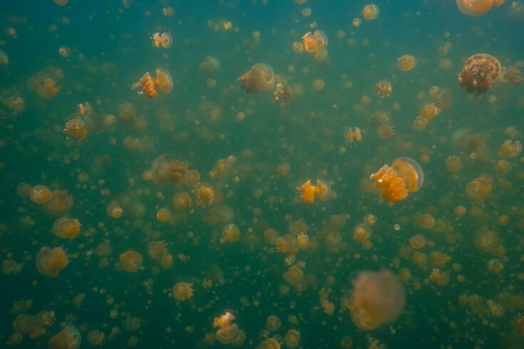 jellyfish lake palau