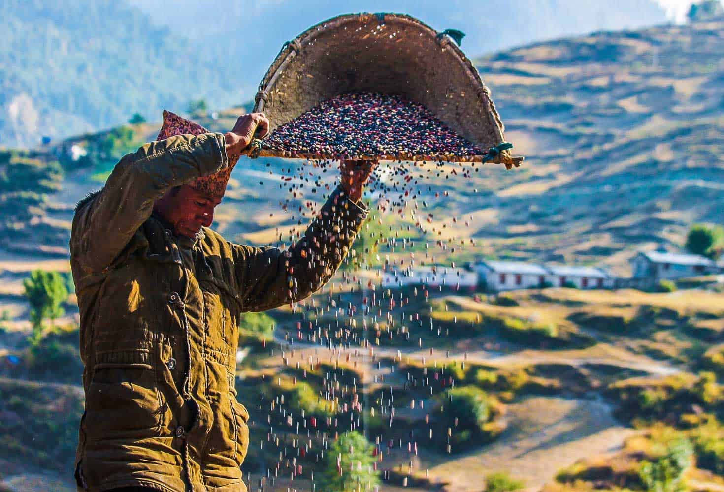 harvest in Nepal