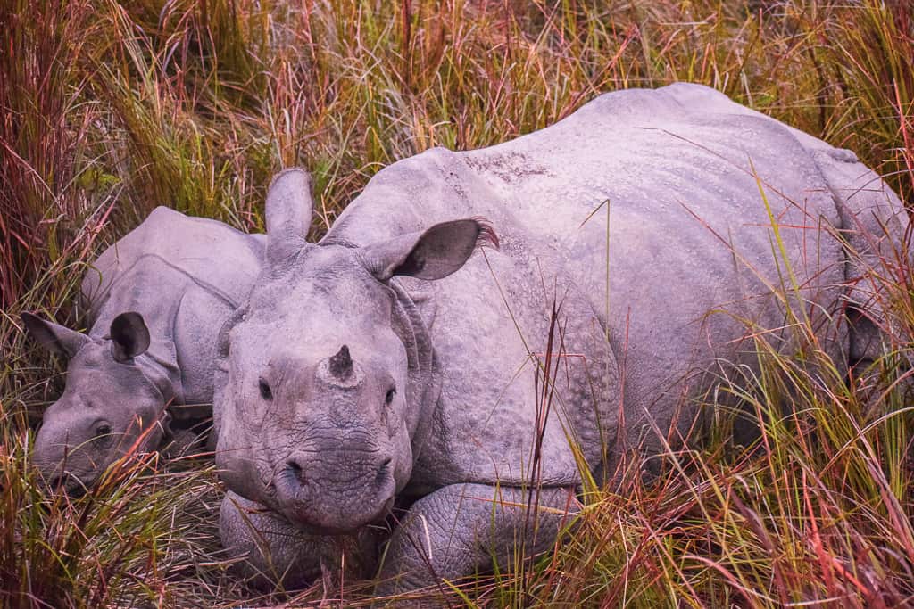 one horned Rhinos in india