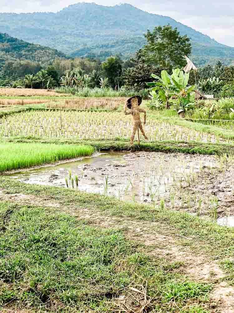 Living Land Farm. Laos