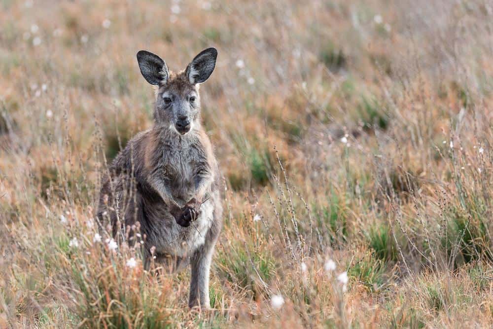 kangaroo in Flinders Ranges National Park Australia