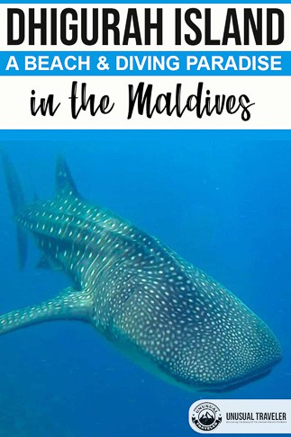 Travel Guide to Dhigurah island in the Maldives on a whim turned out to be every bit the exciting adventure I hoped for.underwater, diving,padi, whale shark