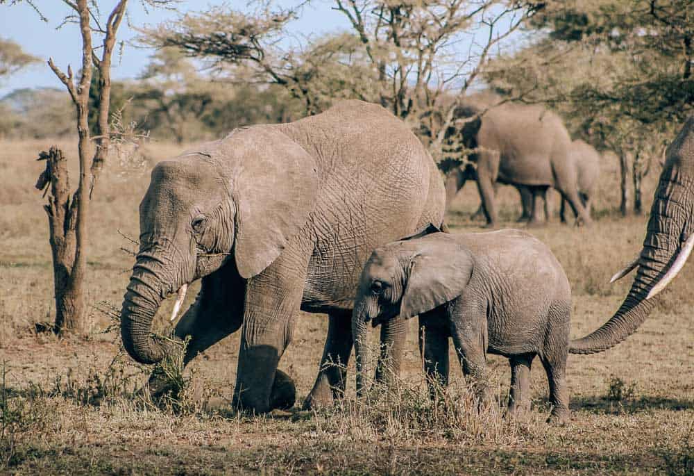 Elphants in Tanzania