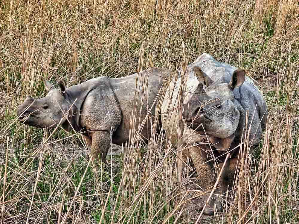 One horned Rhinos in kaziranga national park in north east india
