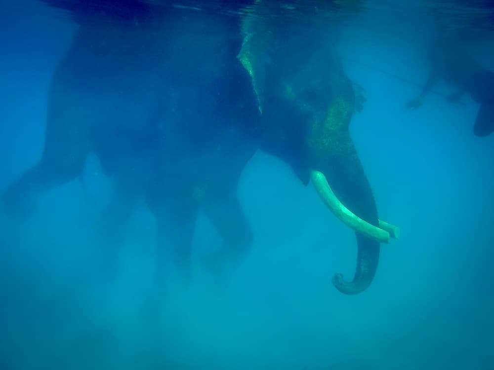 diving elephant andaman island india