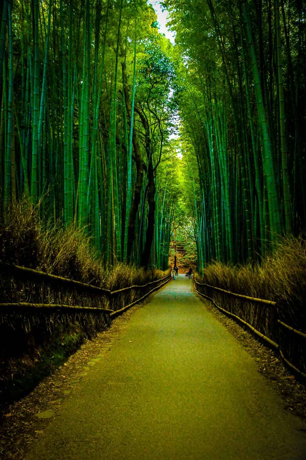 Arashiyama Bamboo Forest kyoto