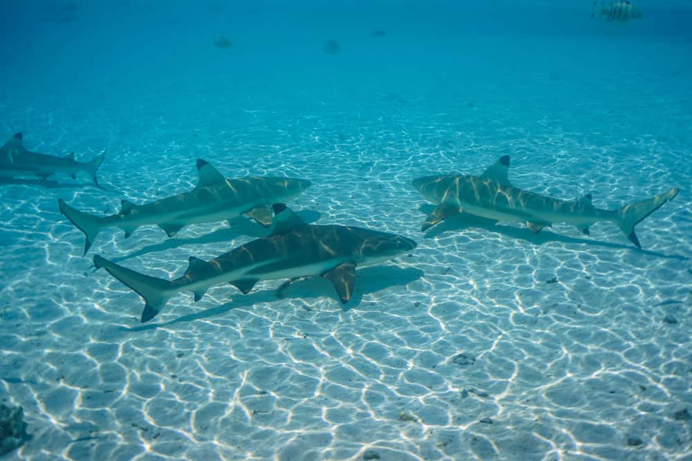 Maldives sharks