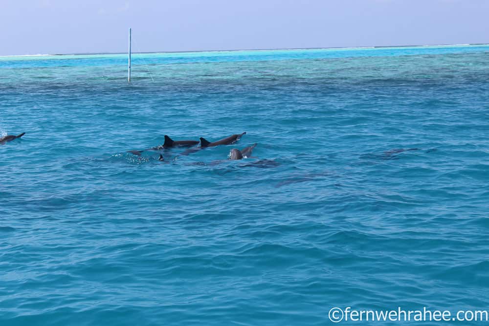 Dolphin watching Maldives
