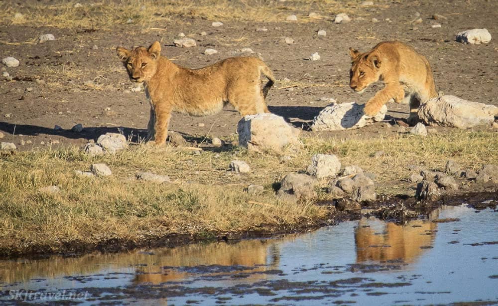 Lions in Etosha national park