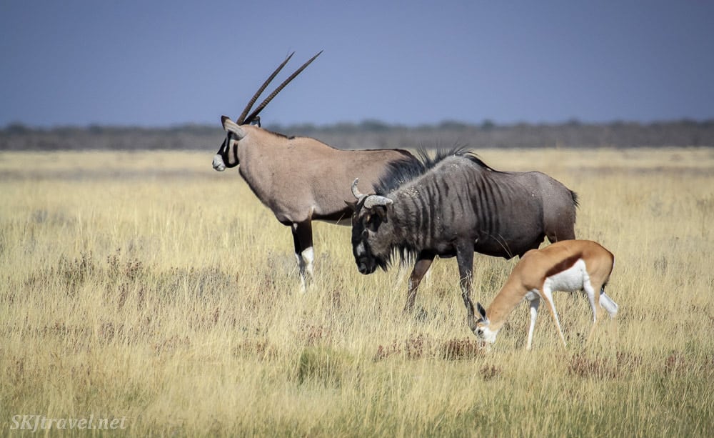 oryx (also called gemsbok), blue wildebeest and springbok below. Etosha