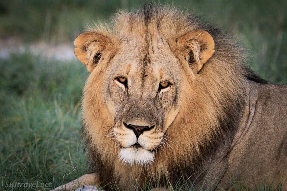 A Male Lion in Etosha National Park Namibia
