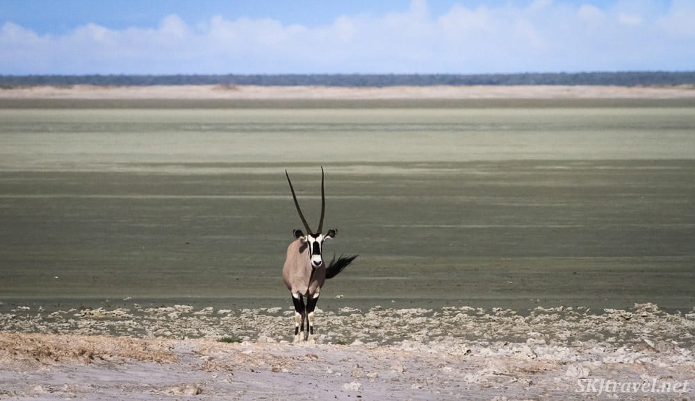 An oryx (also called gemsbok) in Etosha Natioanl Park Namibia
