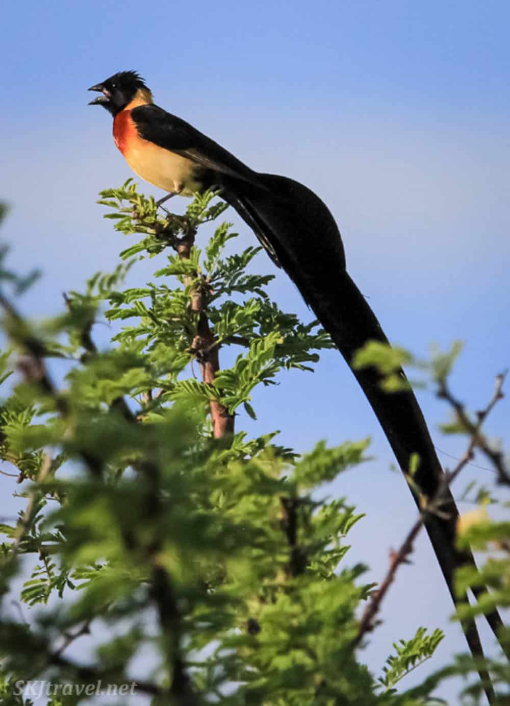 Etosha National Park birds
