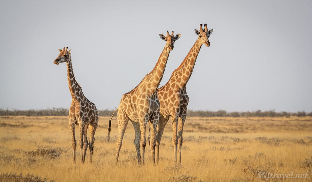 Giraffes in Etosha National Park