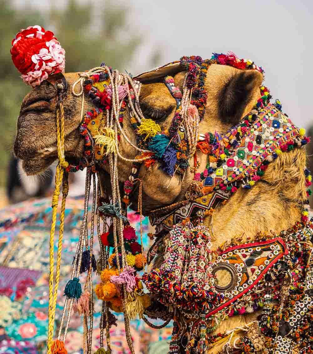Camel Rajasthan india