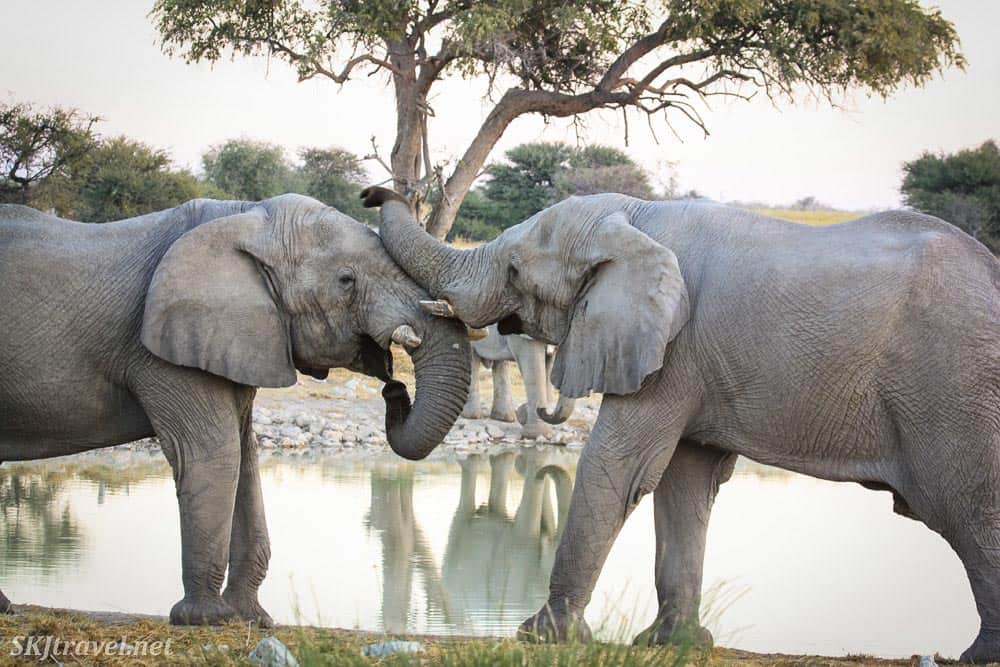 Elephants in Etosha National Park