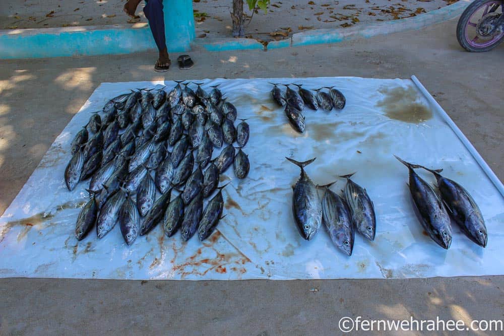 maldives fish