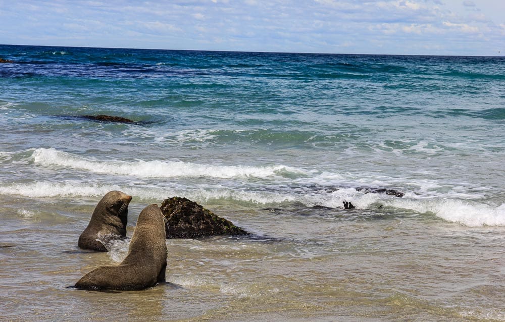 Wharariki Beach seals new zealand