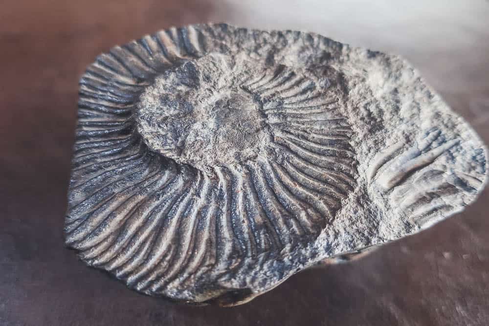 marine fossil found near el calafate