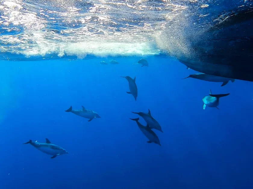 swimming with dolphins maderia