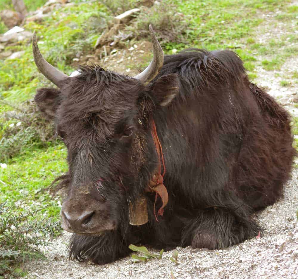 yak arunachal pradesh