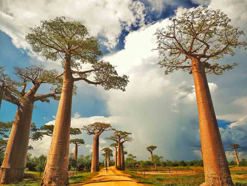 MADAGASCAR Avenue of the Baobabs