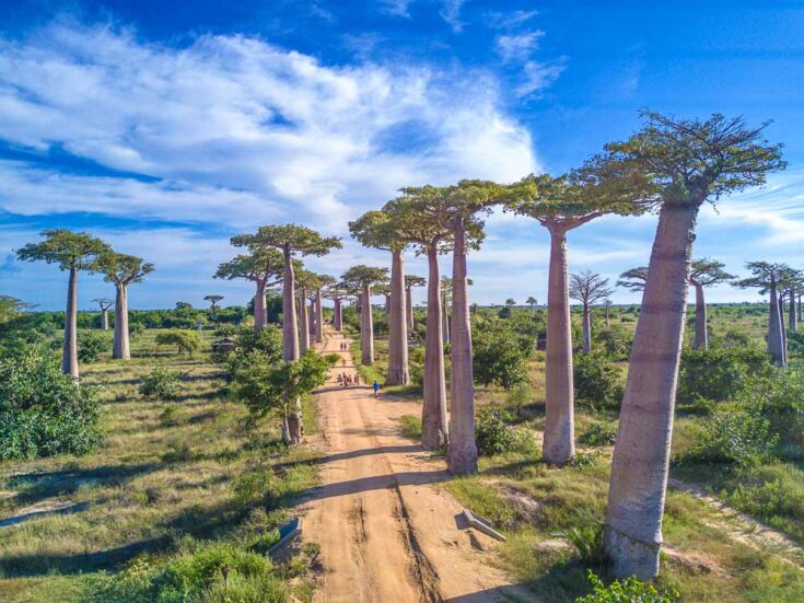 Avenue of the Baobabs Madagascar