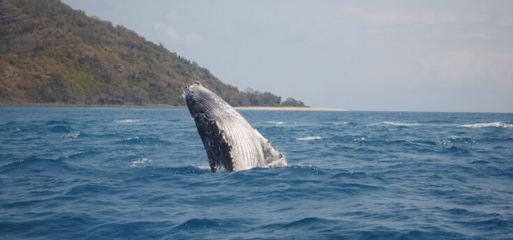 A jumping Humpback whale around Moheli